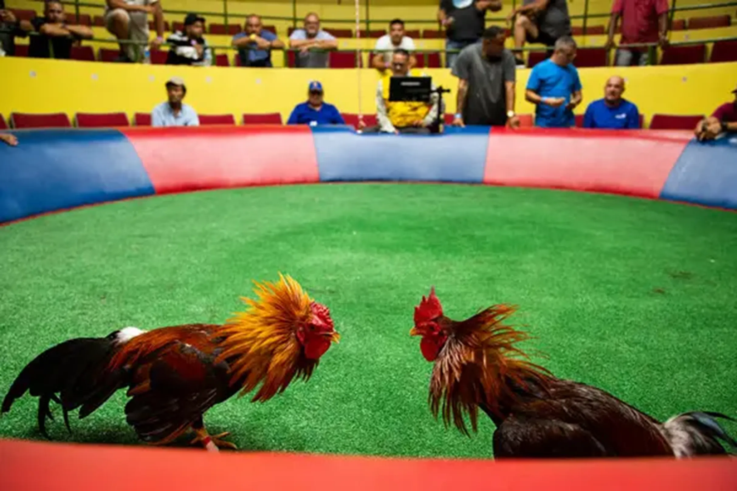 Historia del casino- pelea de gallos